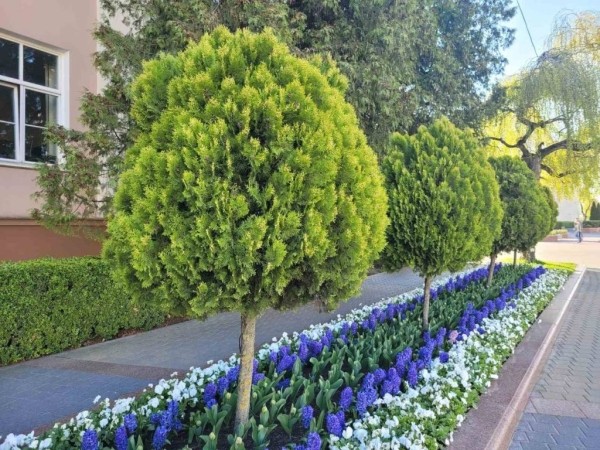 Брест по-настоящему расцвел Брест по-настоящему расцвел