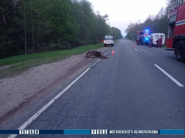 В Беларуси лось спровоцировал смертельное ДТП В Беларуси лось спровоцировал смертельное ДТП