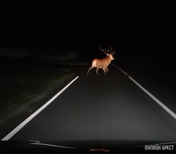 На дорогах Беларуси за четыре месяца в ДТП погибло более 960 животных На дорогах Беларуси за четыре месяца в ДТП погибло более 960 животных