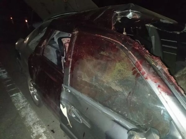 Жесткое ДТП в Беларуси: автомобиль «Рено» столкнулся с лосем Жесткое ДТП в Беларуси: автомобиль «Рено» столкнулся с лосем