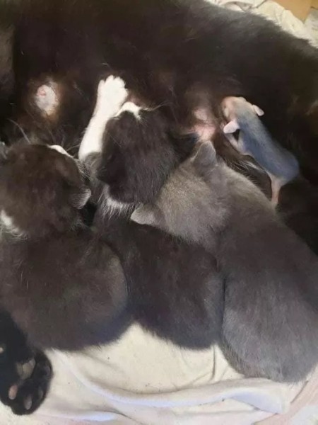 Кошка нашла и выкормила маленького опоссума