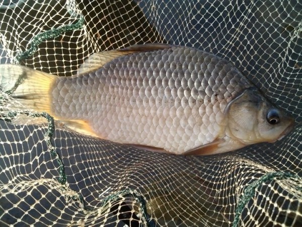 Жыхар Ляхавіцкага раёна злавіў рыбку коштам 5000 рублёў