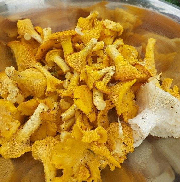 Белорусы отправились за грибами Белорусы отправились за грибами