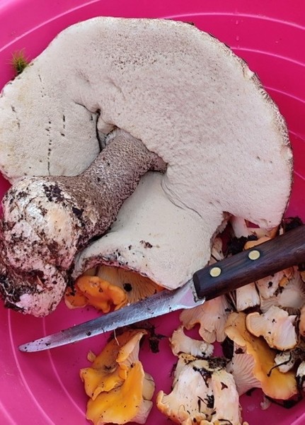 Белорусы отправились за грибами Белорусы отправились за грибами