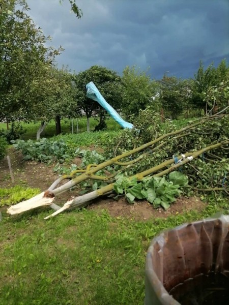 В Пинском районе сильный ветер повалил деревья В Пинском районе сильный ветер повалил деревья