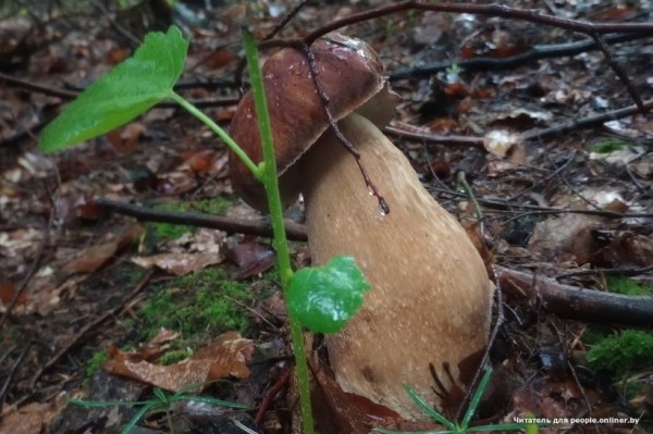 Белорусы отправились за грибами Белорусы отправились за грибами