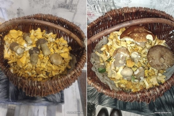 Белорусы отправились за грибами Белорусы отправились за грибами