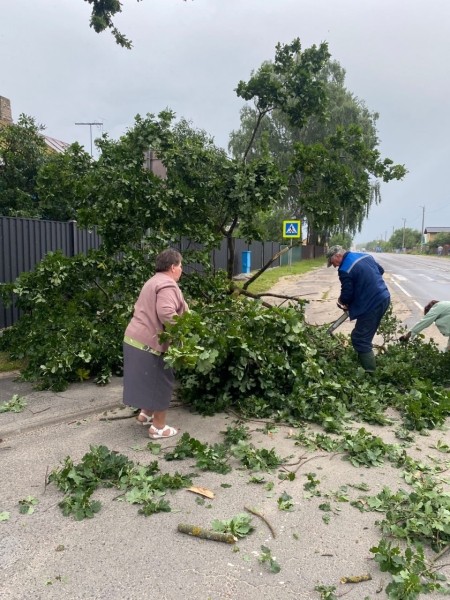 В Пинском районе сильный ветер повалил деревья В Пинском районе сильный ветер повалил деревья