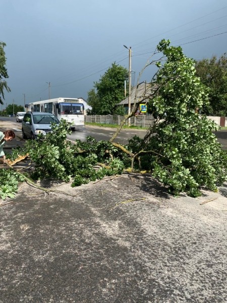 В Пинском районе сильный ветер повалил деревья В Пинском районе сильный ветер повалил деревья