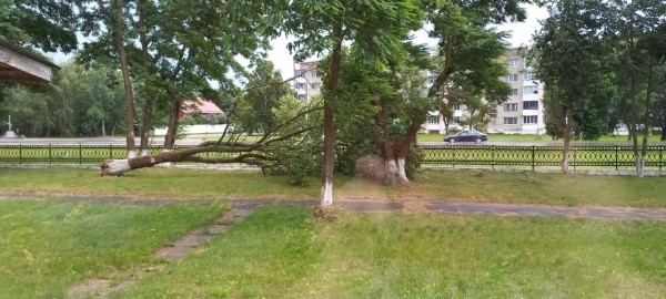 В Пинском районе сильный ветер повалил деревья В Пинском районе сильный ветер повалил деревья