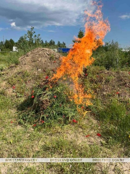 В Бресте уничтожили 150 килограммов дикорастущего мака