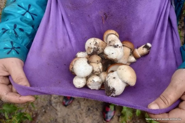 Белорусы отправились за грибами Белорусы отправились за грибами