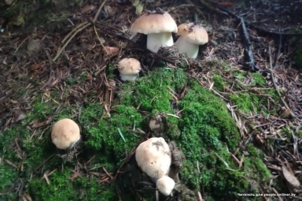 Белорусы отправились за грибами Белорусы отправились за грибами