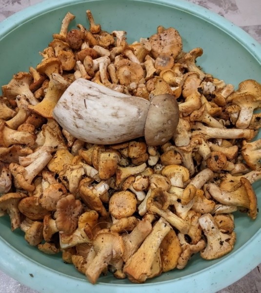 Белорусы отправились за грибами Белорусы отправились за грибами