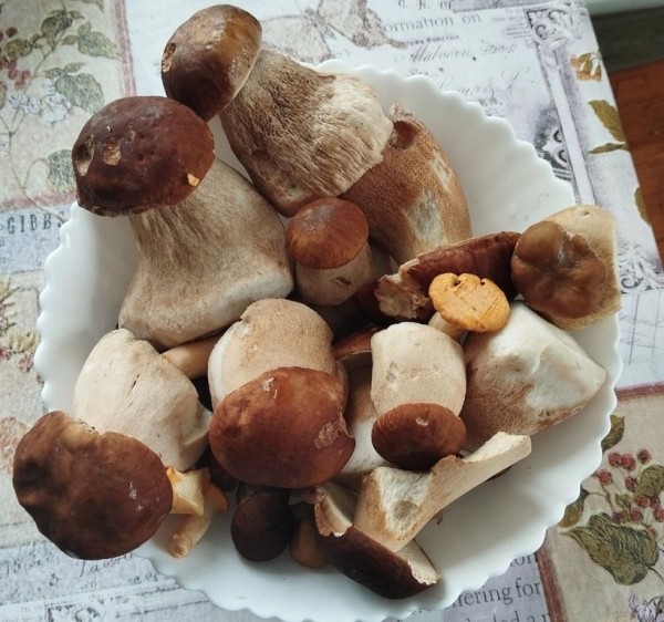 Белорусы отправились за грибами Белорусы отправились за грибами