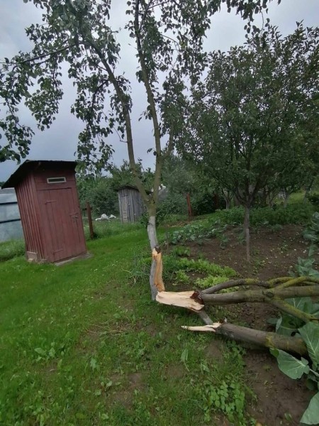 В Пинском районе сильный ветер повалил деревья В Пинском районе сильный ветер повалил деревья