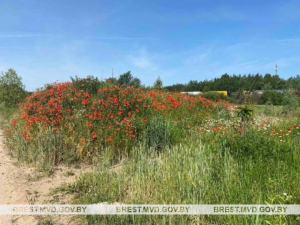 В Бресте уничтожили 150 килограммов дикорастущего мака