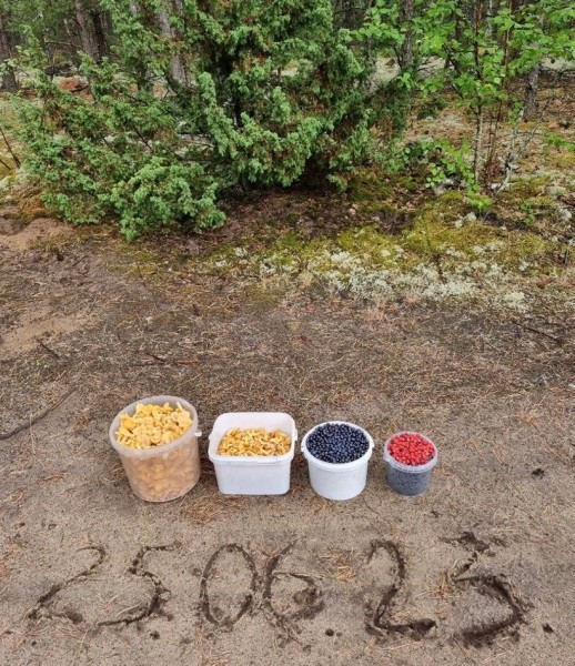 Белорусы отправились за грибами Белорусы отправились за грибами