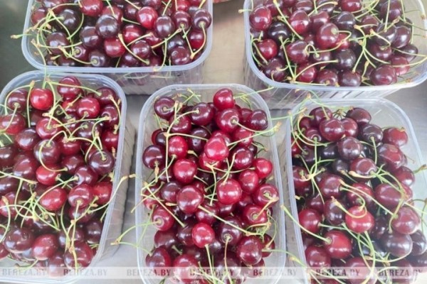 На рынке в Березе появилась черника. Почем?