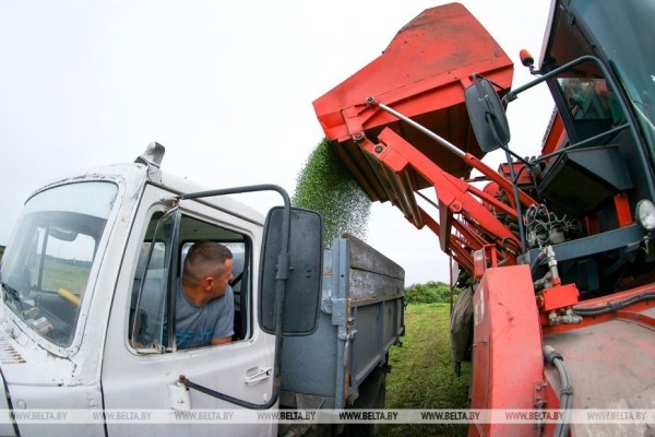 В Столинском районе идет уборка зеленого горошка В Столинском районе идет уборка зеленого горошка