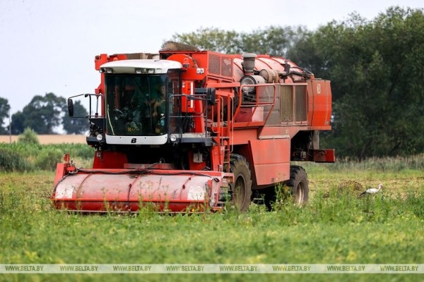 В Столинском районе идет уборка зеленого горошка В Столинском районе идет уборка зеленого горошка