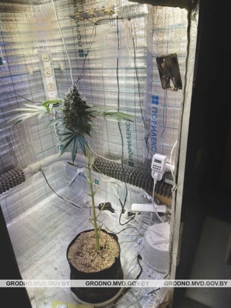 Белорус арендовал гараж, чтобы заниматься покраской автомобилей. А с тыльной стороны выращивал марихуану Белорус арендовал гараж, чтобы заниматься покраской автомобилей. А с тыльной стороны выращивал марихуану