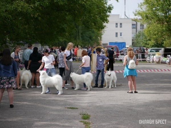 Почему ваша собака наклоняет голову, когда вы с ней разговариваете