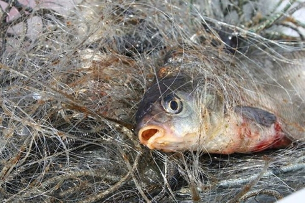 В Беларуси парень получил 2 года лишения свободы условно за незаконную ловлю рыбы и раков