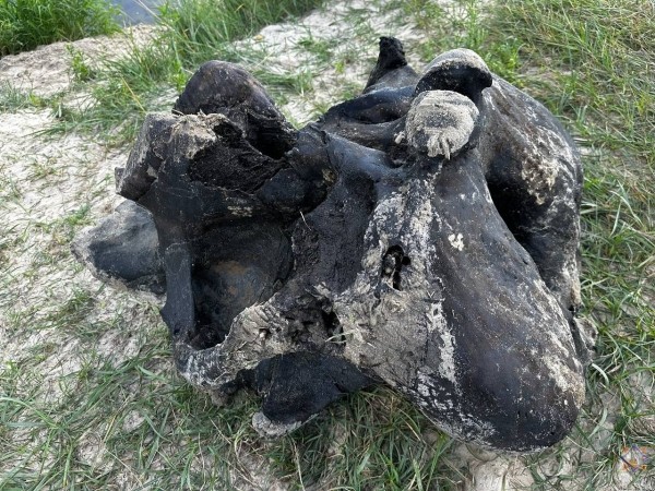 В Беларуси нашли останки мамонта