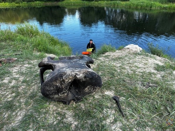 В Беларуси нашли останки мамонта