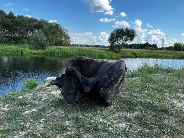 В Беларуси нашли останки мамонта