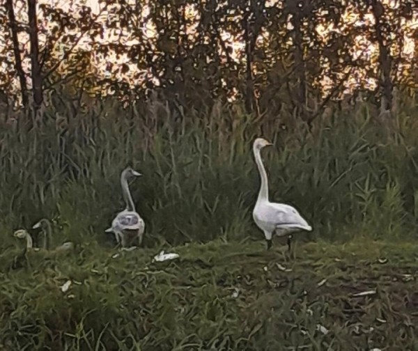 На Брестчине замечен самый мелкий из представителей рода лебедей На Брестчине замечен самый мелкий из представителей рода лебедей