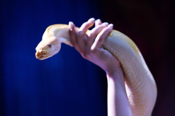 ВПЕРВЫЕ! Цирк-шапито «SIRIUS» представит в Бресте новое экстрим-шоу «Колумбийский форсаж»