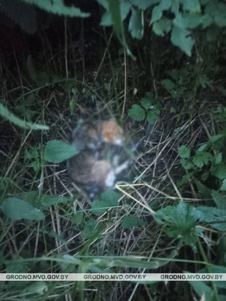 В Волковысском районе мужчина убил собаку на глазах у детей В Волковысском районе мужчина убил собаку на глазах у детей