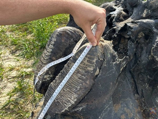 В Беларуси нашли останки мамонта