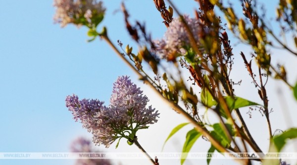 Привет из весны. В Бресте снова зацвела сирень