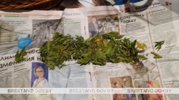 Житель Кобрина оборудовал в лесу участок для выращивания конопли Житель Кобрина оборудовал в лесу участок для выращивания конопли