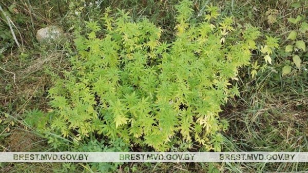 Житель Кобрина оборудовал в лесу участок для выращивания конопли Житель Кобрина оборудовал в лесу участок для выращивания конопли