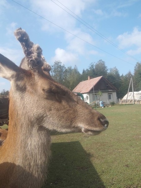 В Беларуси олень напугал женщину в лесу и собрал более 1,5 млн просмотров в TikTok. Поговорили с его хозяином В Беларуси олень напугал женщину в лесу и собрал более 1,5 млн просмотров в TikTok. Поговорили с его хозяином