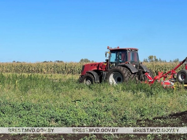 В Брестском районе уничтожена плантация дикорастущей конопли
