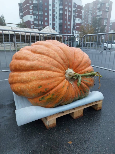 В Бресте на площадке у ТРЦ «Экватор» пройдет праздник Московского района. Программа