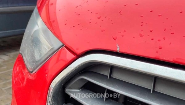 Собаки погрызли автомобиль девушки из Гродно Собаки погрызли автомобиль девушки из Гродно