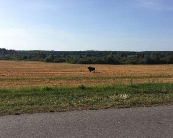 Вольно гуляющего зубра заметили в Ивановском районе Вольно гуляющего зубра заметили в Ивановском районе