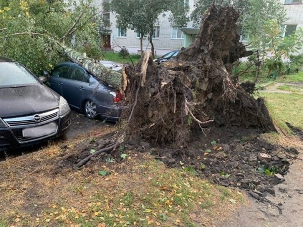В Брестской области сильный ветер валил деревья и пролеты железобетонных заборов. Сколько автомобилей пострадало? В Брестской области сильный ветер валил деревья и пролеты железобетонных заборов. Сколько автомобилей пострадало?