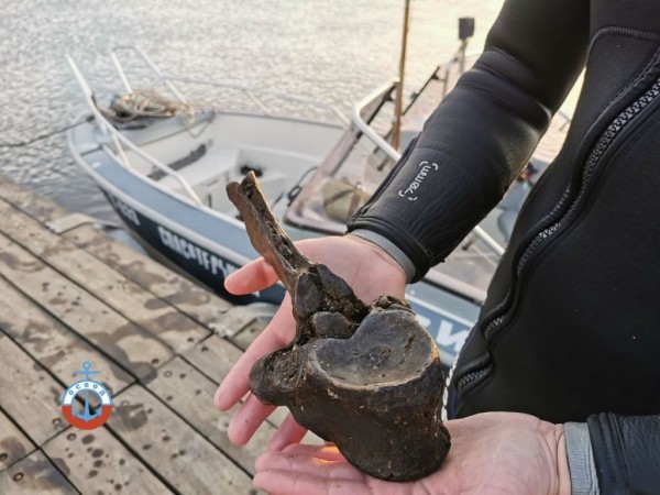 В Гомеле водолазы ОСВОД нашли кости бизона В Гомеле водолазы ОСВОД нашли кости бизона