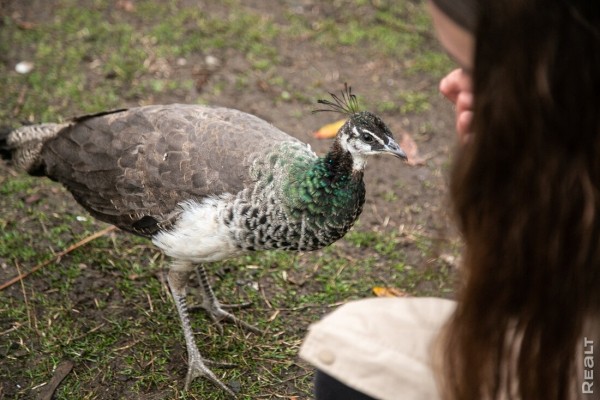 Девушка уехала из столицы в деревню в Березовском районе и нашла себе там дело — ремонтирует дом прадеда. И вот что у нее получилось Девушка уехала из столицы в деревню в Березовском районе и нашла себе там дело — ремонтирует дом прадеда. И вот что у нее получилось
