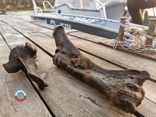 В Гомеле водолазы ОСВОД нашли кости бизона В Гомеле водолазы ОСВОД нашли кости бизона