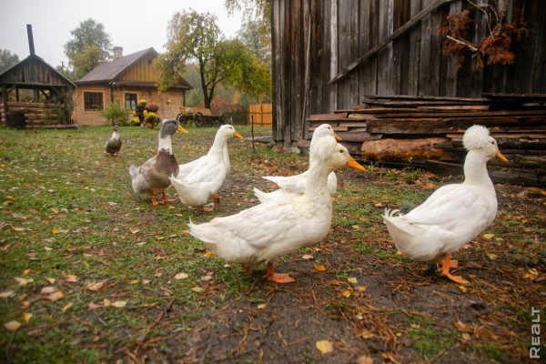 Девушка уехала из столицы в деревню в Березовском районе и нашла себе там дело — ремонтирует дом прадеда. И вот что у нее получилось Девушка уехала из столицы в деревню в Березовском районе и нашла себе там дело — ремонтирует дом прадеда. И вот что у нее получилось