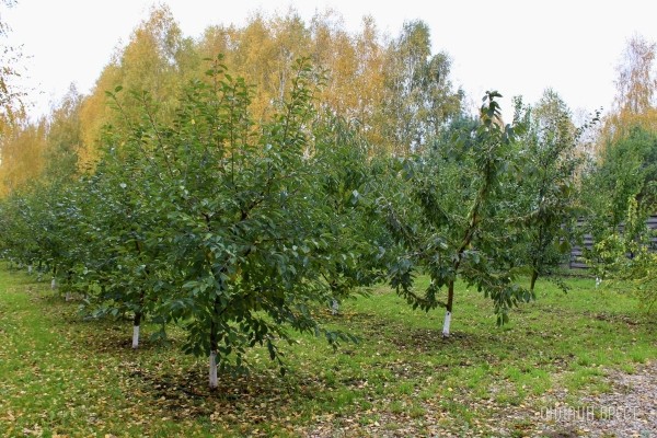 Запланируйте семейный отдых на антуражной вилле с бассейном и рестораном недалеко от Бреста. Аренда номеров, празднование торжеств в Villa Boutique Hotel