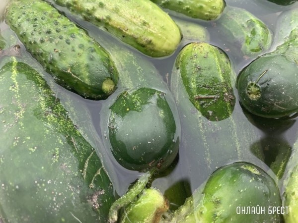 МАРТ начал работу с торговыми сетями по поставкам белорусских огурцов в межсезонье